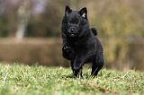 SCHIPPERKE 791